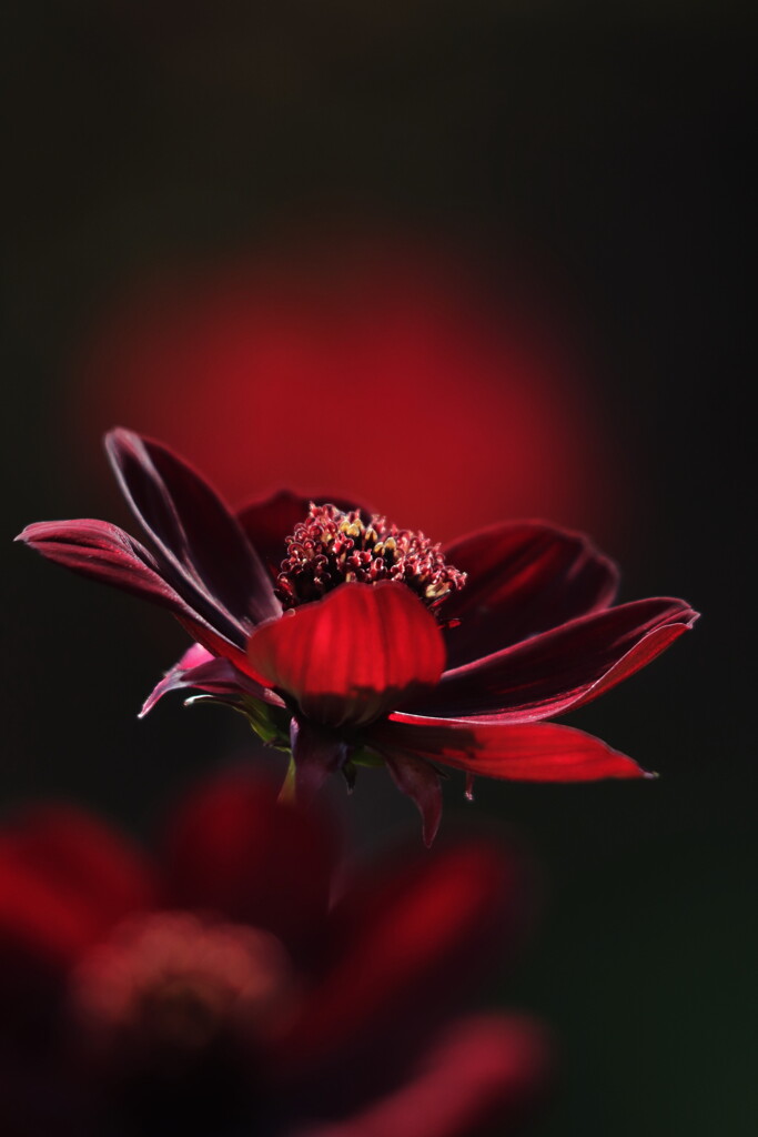 チョコレートコスモス