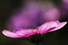 cosmos
