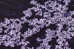 栴檀散花