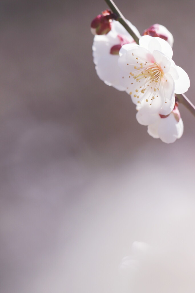 白梅