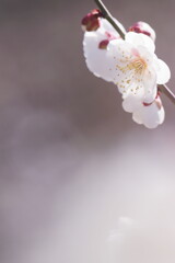 白梅