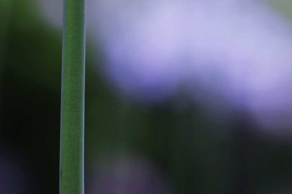 agapanthus blue