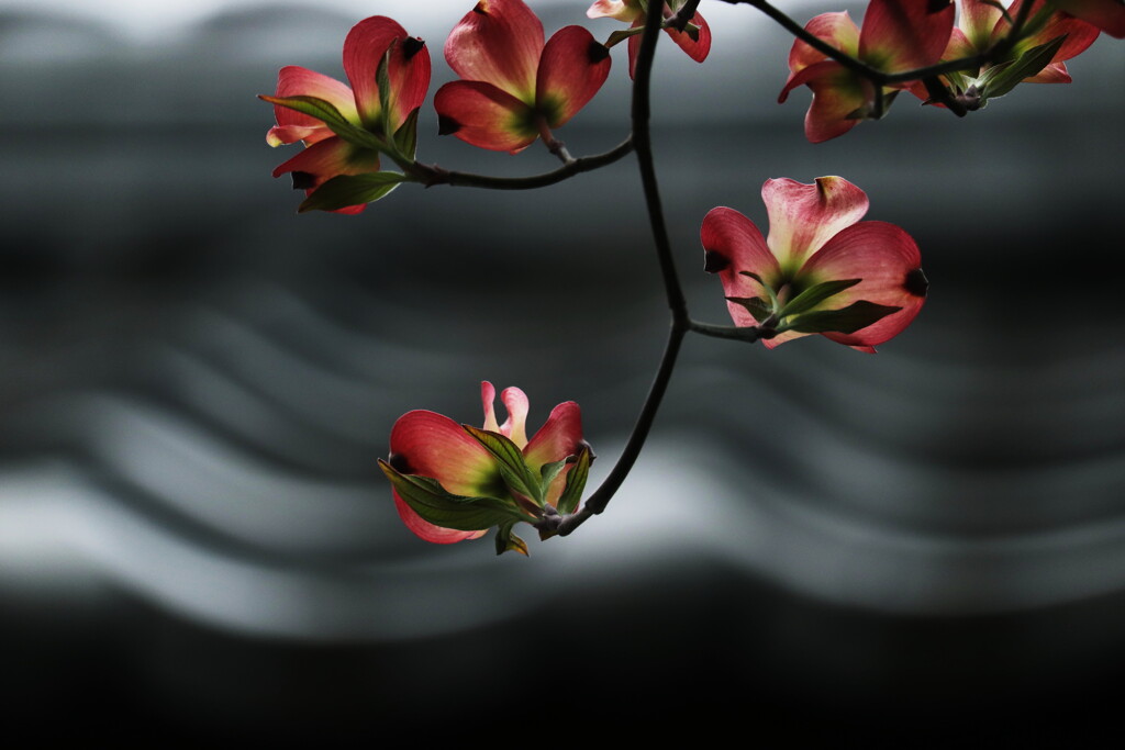 花水木