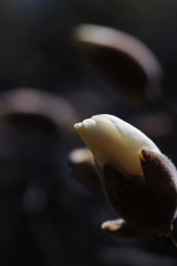 白肌