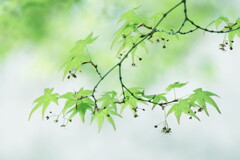 青椛