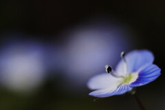 早春の青