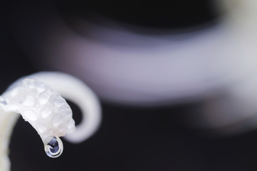 Drop