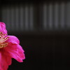 山茶花