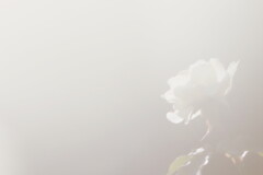 冬のバラ