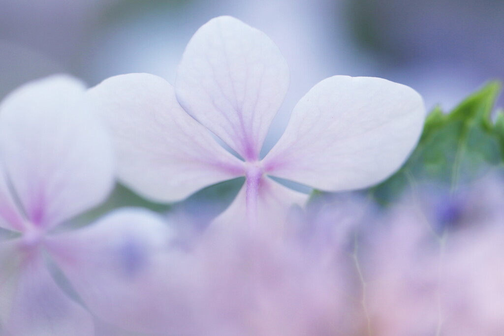 紫陽花