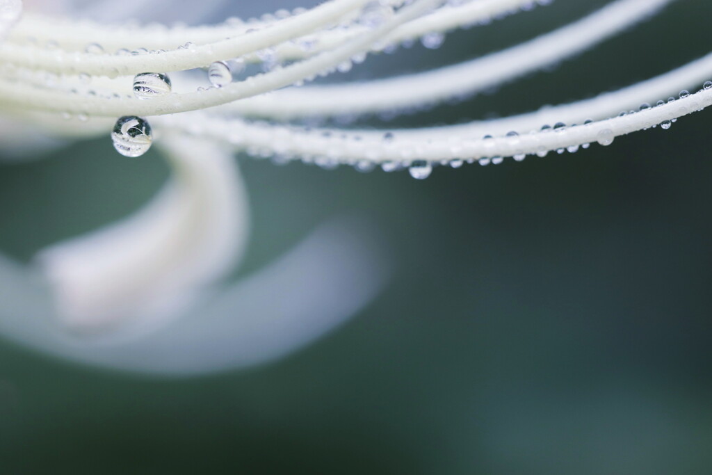 drops