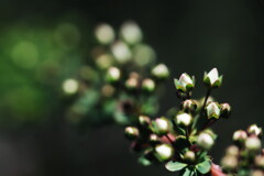 ユキヤナギ蕾