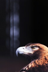 eagle