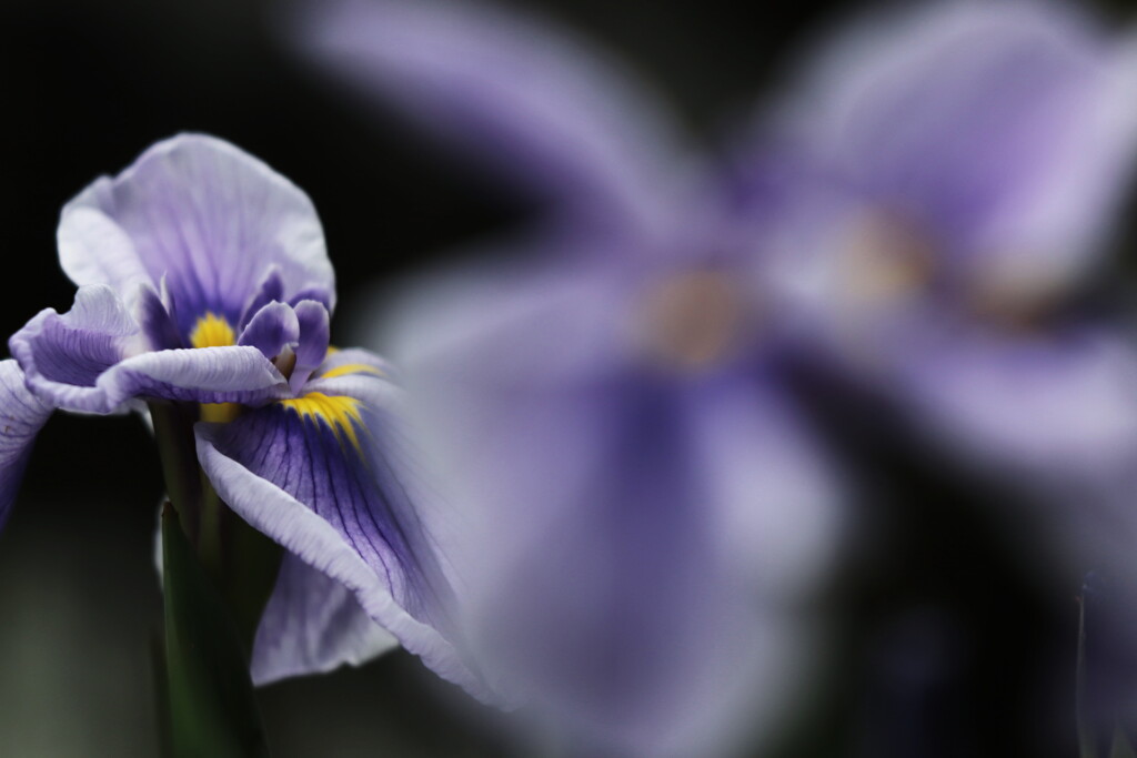 花菖蒲