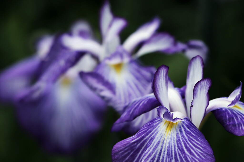 花菖蒲