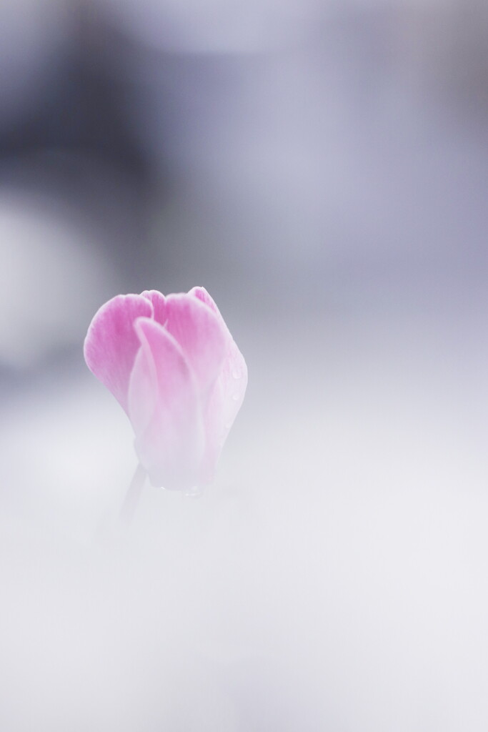 cyclamen