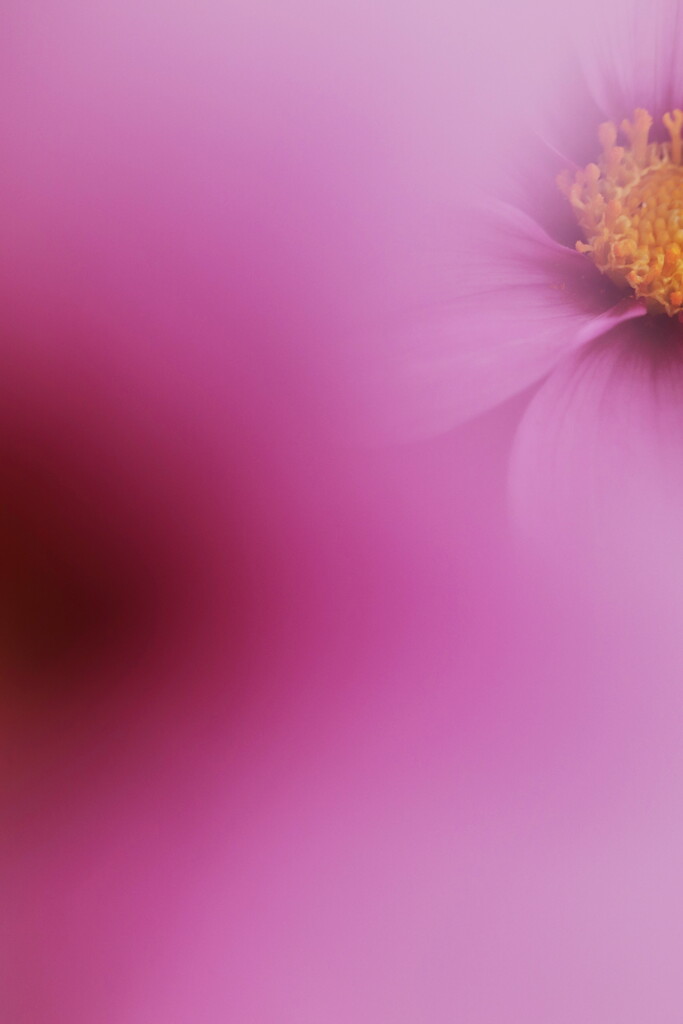 cosmos