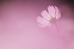 秋桜 秋桜