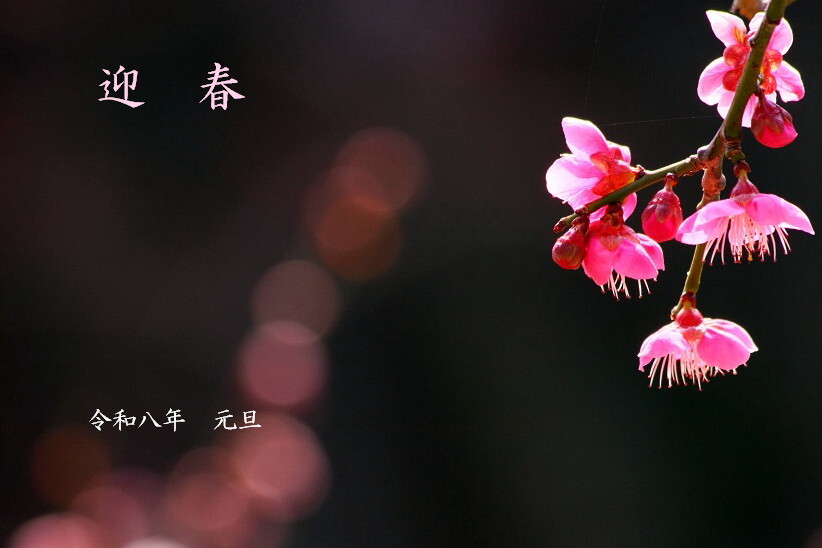 明けましておめでとうございます