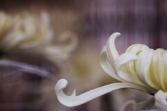 菊