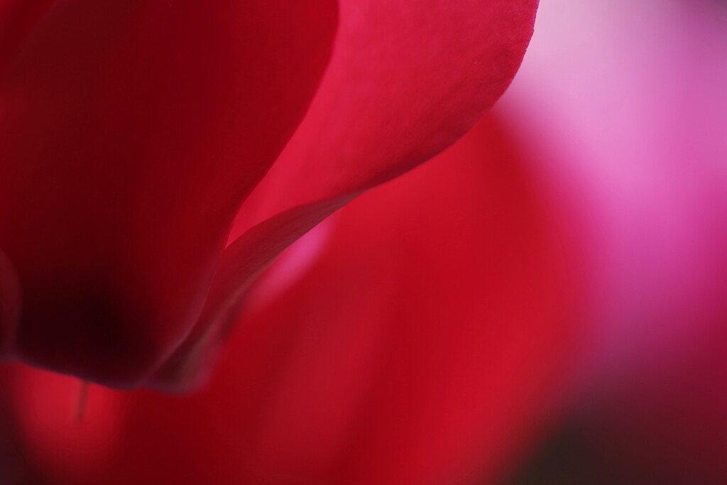 cyclamen