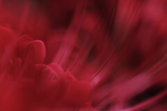 彼岸に咲く