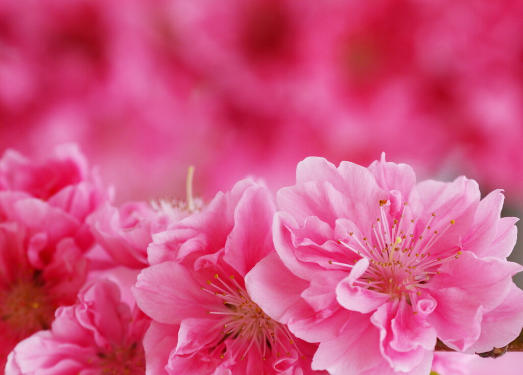 花桃