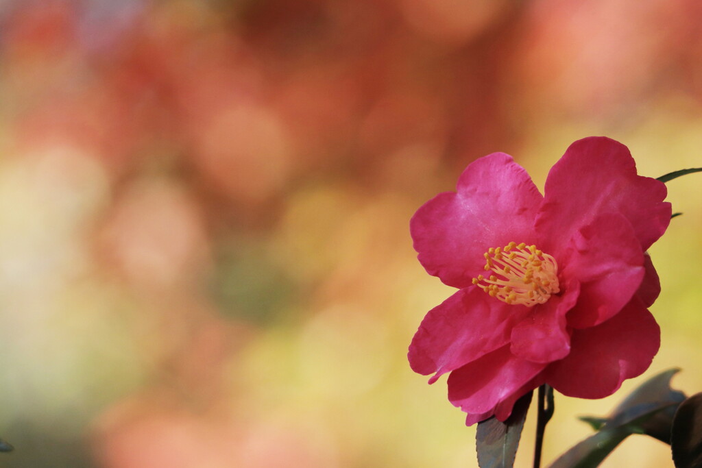 山茶花