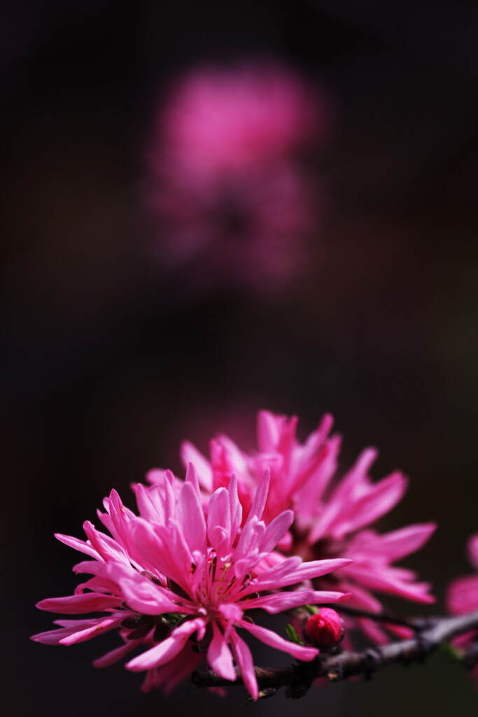菊桃