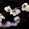 梅