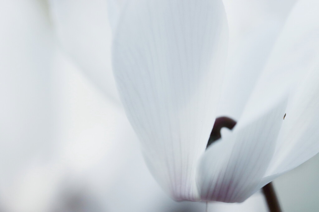 cyclamen