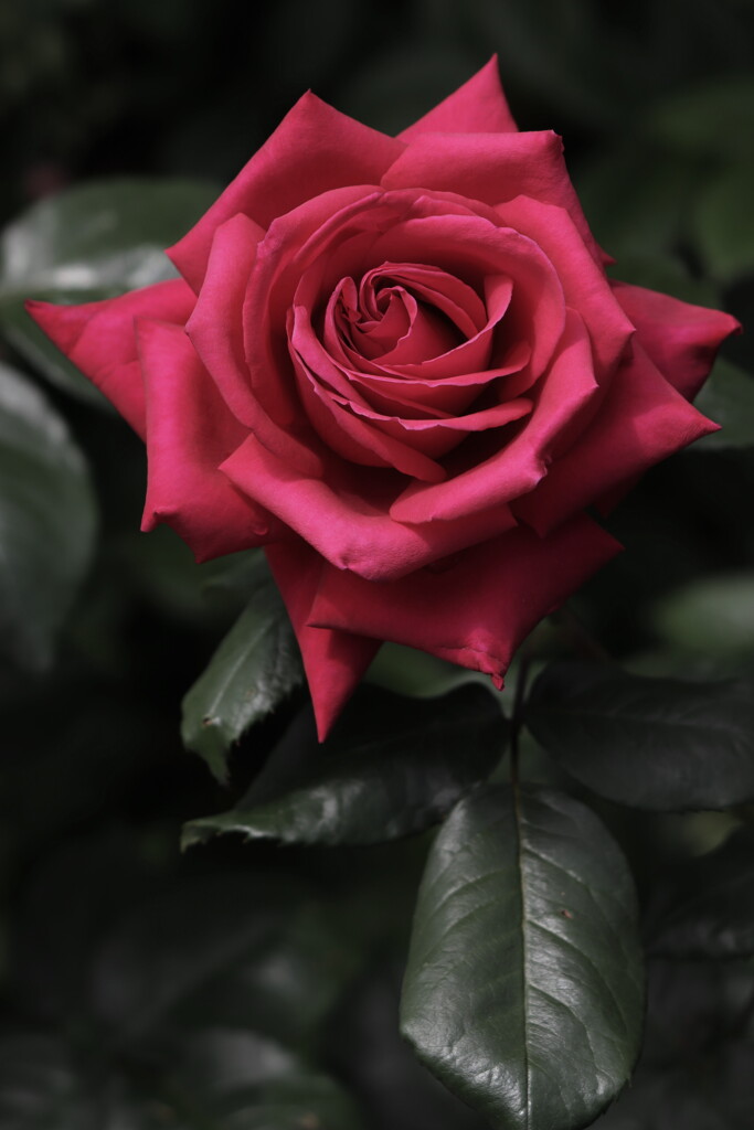 rose