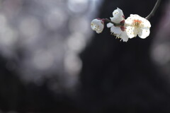 梅