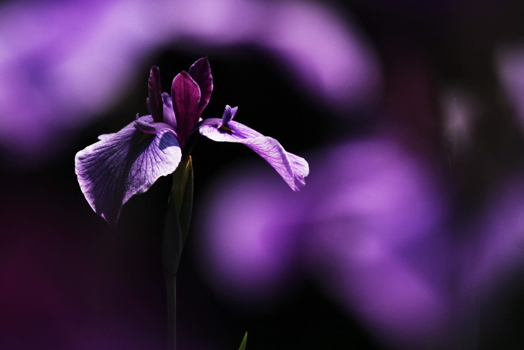 花菖蒲