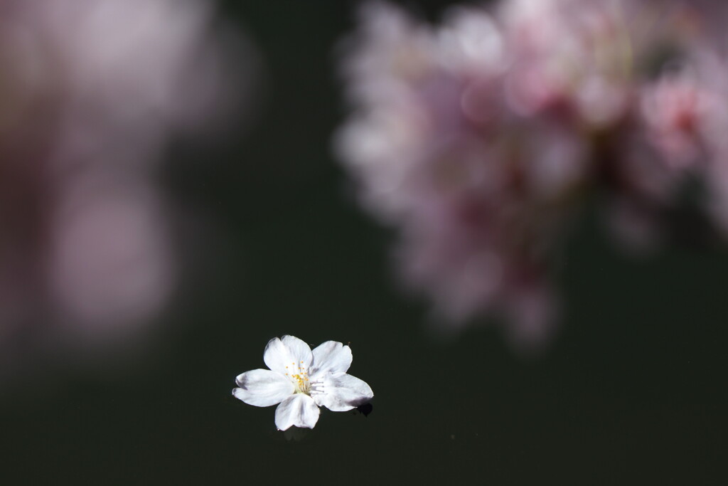 桜散花