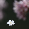 桜散花