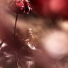 残花