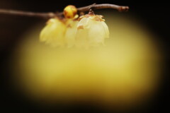 蝋梅