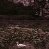 鷺池桜景色