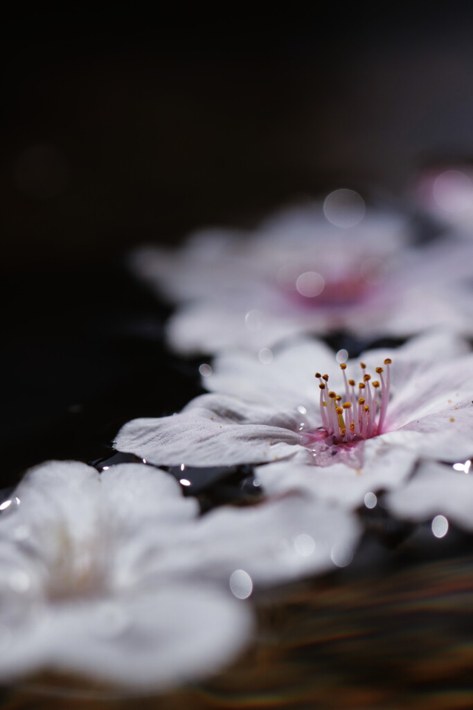 桜散り景色