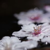 桜散り景色