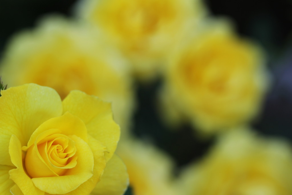 roses