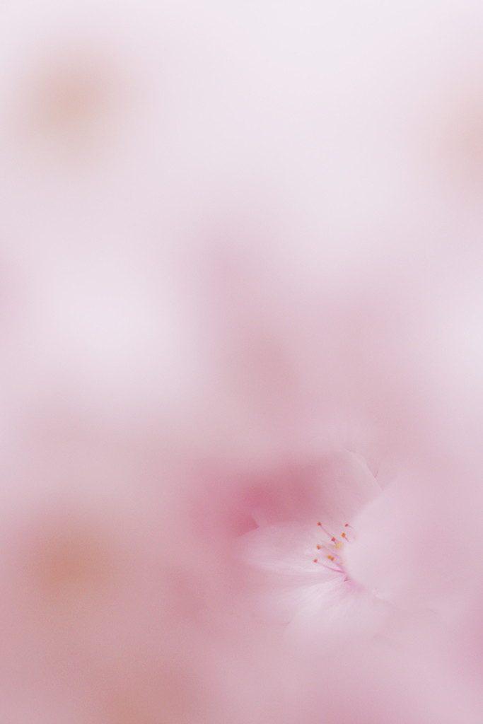 満開