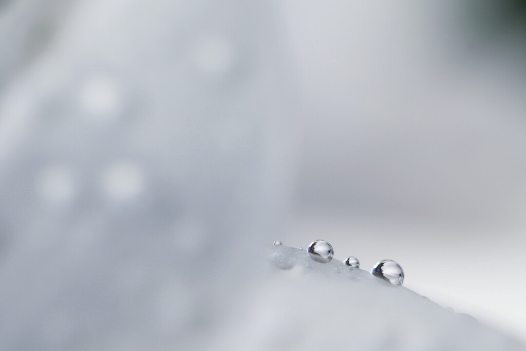 drops