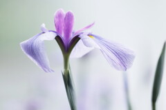 花菖蒲