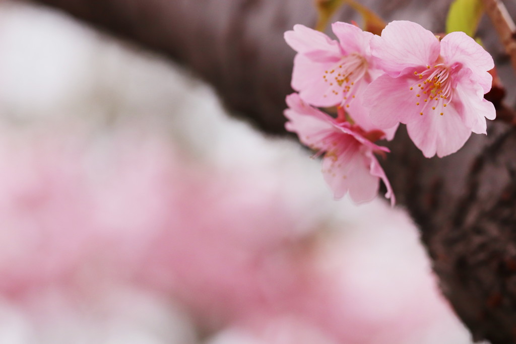 河津桜