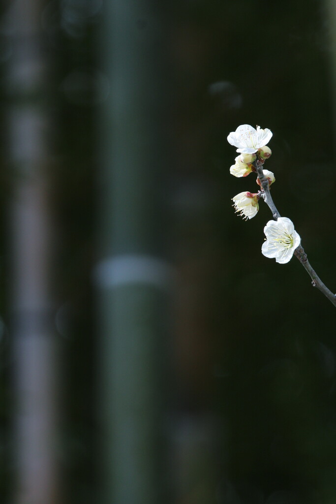 梅