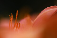 Hemerocallis