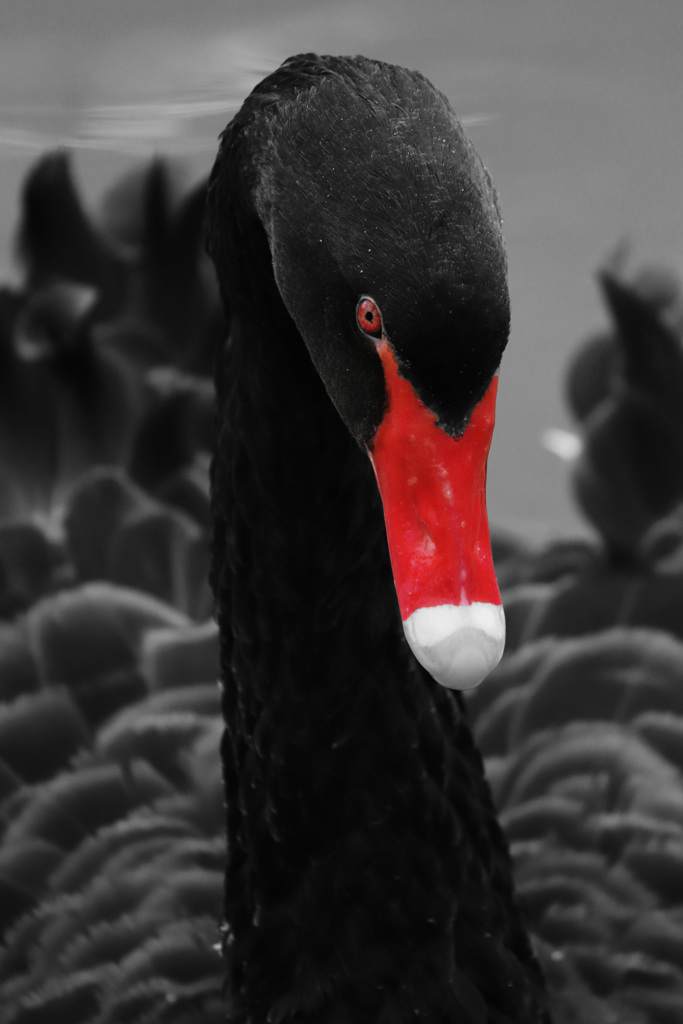 black swan