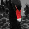 black swan